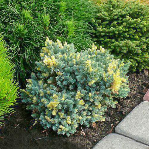 Ienupăr squamata Golden Flame imagine 1 articol 9441