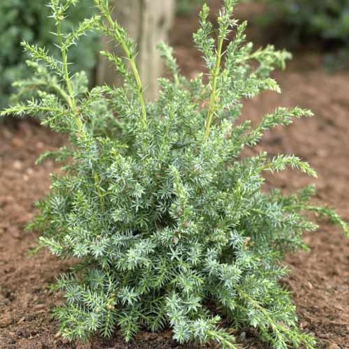 Ienupăr târâtor Blue Alps, C2 imagine 1 articol 7745