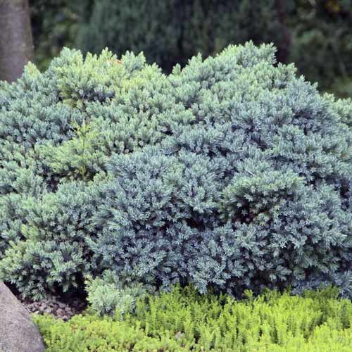 Ienupăr târâtor Blue Star, C2 imagine 1 articol 7744