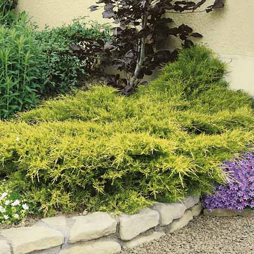 Ienupăr târâtor japonez Kuriwao Gold, C3 imagine 1 articol 7734