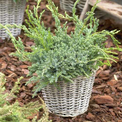 Ienupăr târâtor Blue Carpet, C2 imagine 1 articol 7743