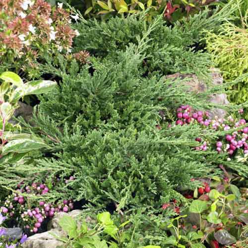 Ienupăr târâtor Prince of Wales, C3 imagine 1 articol 7738