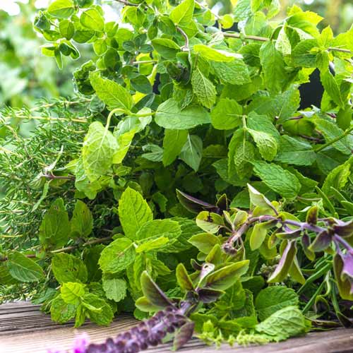 Ierburi aromatice perene amestec de soiuri imagine 1 articol 68003