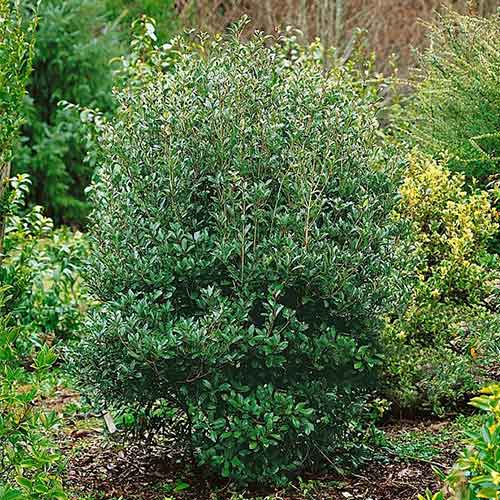 Ilex fals Purpureus articol fotografie 1 Ilex fals Purpureus imagine 1 articol 3964