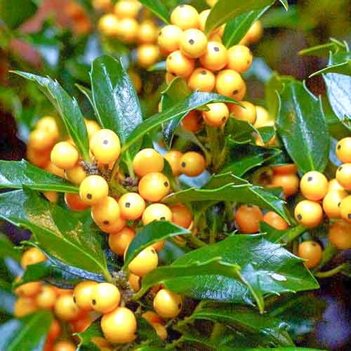 Ilex Golden Girl imagine 1 articol 4744