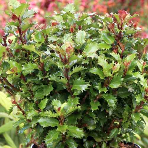 Ilex Little Rascal Mondo imagine 1 articol 4745