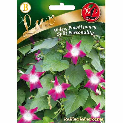 Zorele (Ipomea) Split Personality articol fotografie 1 Zorele (Ipomea) Split Personality imagine 1 articol 96782