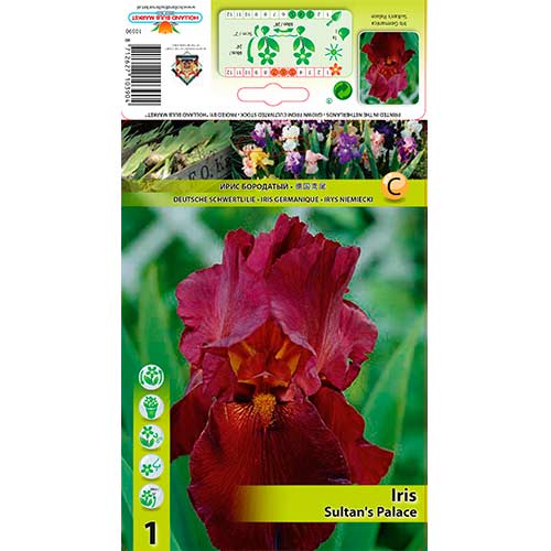 Iris germanica (Stânjenel) Sultan's Palace imagine 1 articol 76292