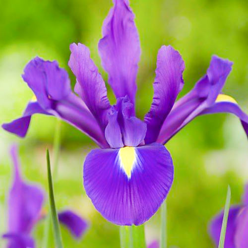 Iris olandez Purple Sensation articol fotografie 1 Iris olandez Purple Sensation imagine 1 articol 67146