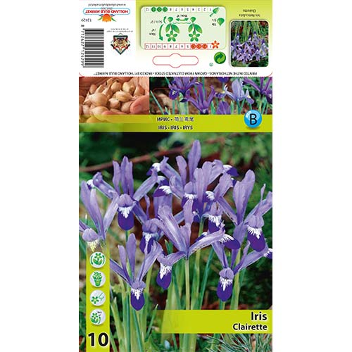 Iris Clairette articol fotografie 1 Iris Clairette imagine 1 articol 67606