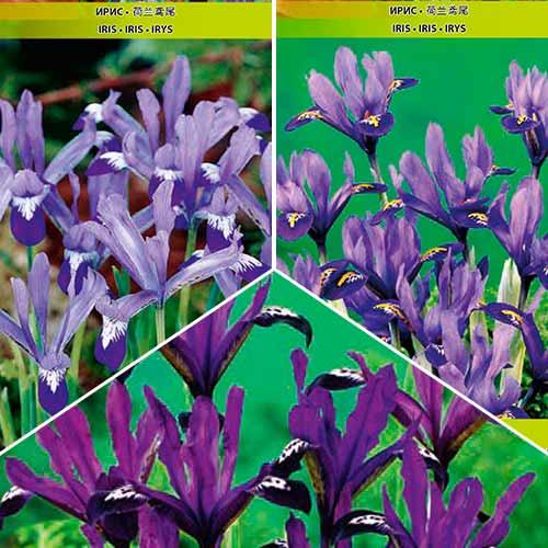 Ofertă specială! Iris reticulata mix multicolor imagine 1 articol 68116