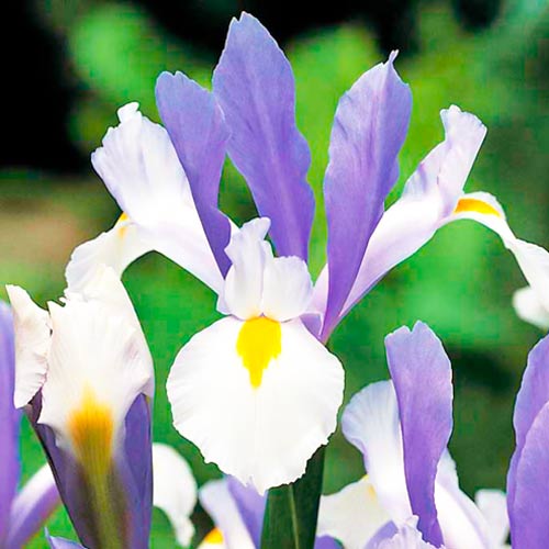 Iris olandez Silver Beauty articol fotografie 1 Iris olandez Silver Beauty imagine 1 articol 67147