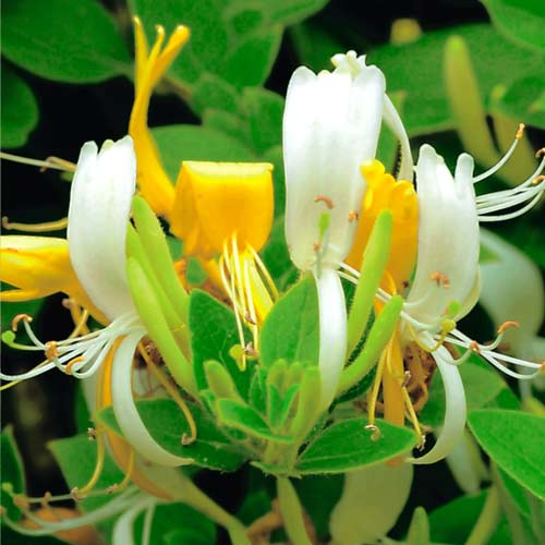 Caprifoi Graham Thomas imagine 3 articol 2428