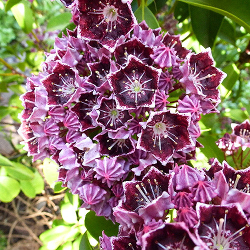 Kalmia Latchmin imagine 2 articol 3998