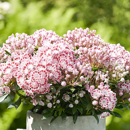 Kalmia Minuet articol fotografie 2 Kalmia Minuet imagine 2 articol 3999