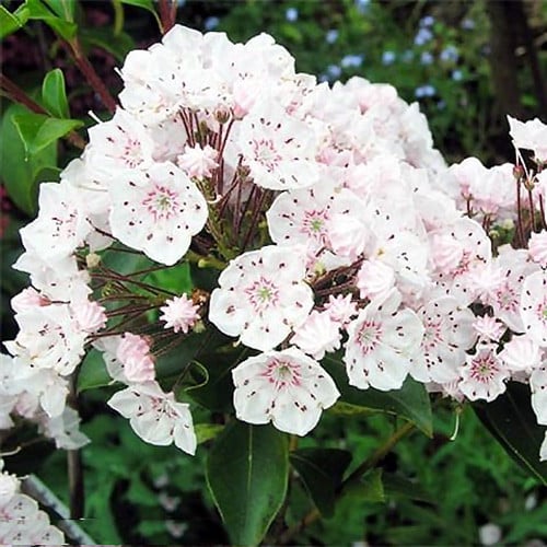 Kalmia Vanilla Cream imagine 1 articol 4002