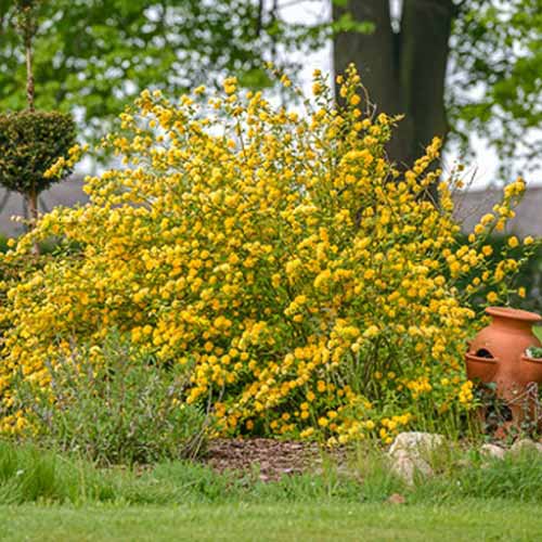 Kerria Aureovariegata articol fotografie 1 Kerria Aureovariegata imagine 1 articol 4458