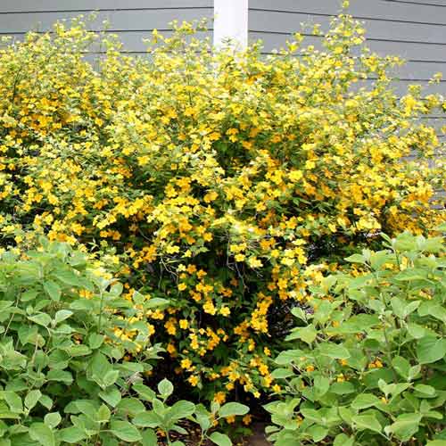 Kerria Golden Guinea articol fotografie 1 Kerria Golden Guinea imagine 1 articol 9587