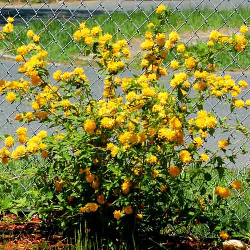 Kerria japonica Aureovariegata imagine 2 articol 9527