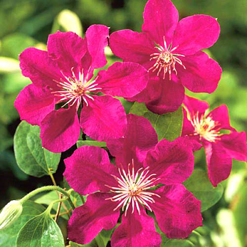Clematis Ernest Markham articol fotografie 2 Clematis Ernest Markham imagine 2 articol 2432