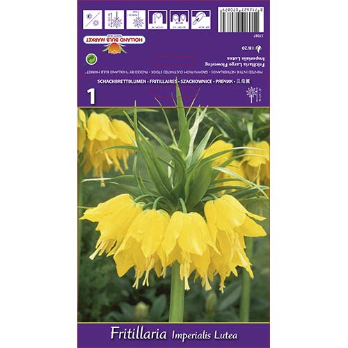 Lalea imperială (Fritillaria) Lutea imagine 1 articol 68100