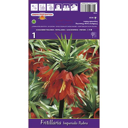 Lalea imperială (Fritillaria) Rubra imagine 1 articol 68101