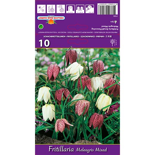 Lalea imperială (Fritillaria) Meleagris mix multicolor articol fotografie 1 Lalea imperială (Fritillaria) Meleagris mix multicolor imagine 1 articol 68102