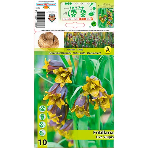 Lalea imperială (Fritillaria) Uva Vulpis imagine 1 articol 70245