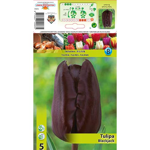 Lalele Black Jack articol fotografie 1 Lalele Black Jack imagine 1 articol 67839