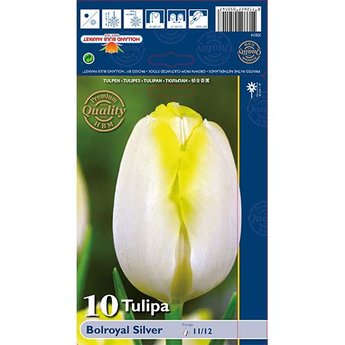Lalele Bolroyal Silver articol fotografie 1 Lalele Bolroyal Silver imagine 1 articol 67706