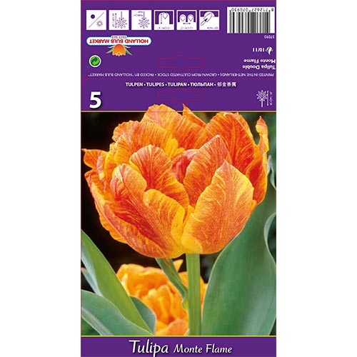 Lalele Monte Flame articol fotografie 1 Lalele Monte Flame imagine 1 articol 67777