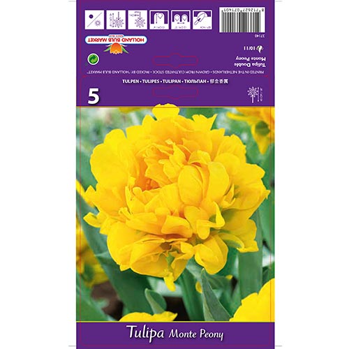 Lalele Monte Peony articol fotografie 1 Lalele Monte Peony imagine 1 articol 67775