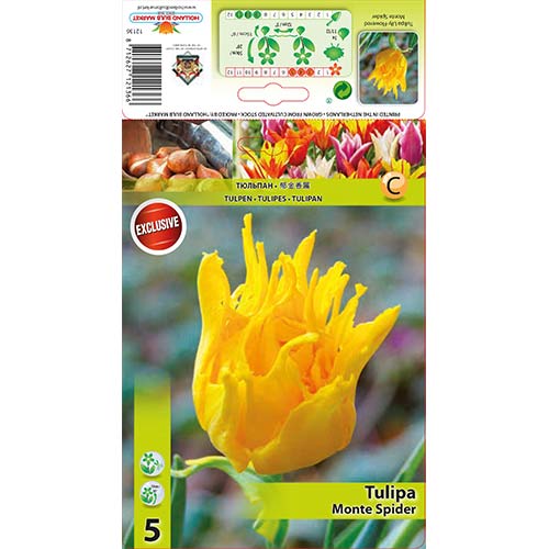 Lalele Monte Spider articol fotografie 1 Lalele Monte Spider imagine 1 articol 67776