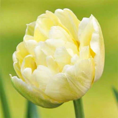 Lalele duble Monte Sweet articol fotografie 1 Lalele duble Monte Sweet imagine 1 articol 67466