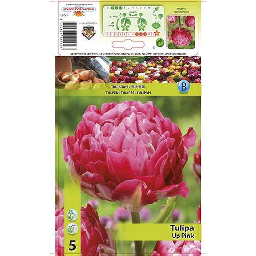Lalele Up Pink articol fotografie 1 Lalele Up Pink imagine 1 articol 67686