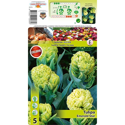 Lalele Emerald Star articol fotografie 1 Lalele Emerald Star imagine 1 articol 68406