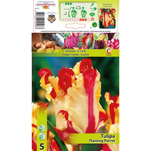 Lalele Flaming Parrot imagine 1 articol 67853