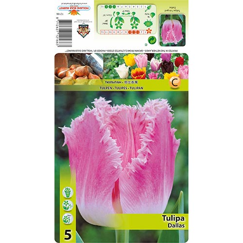 Lalele Dallas articol fotografie 1 Lalele Dallas imagine 1 articol 67694