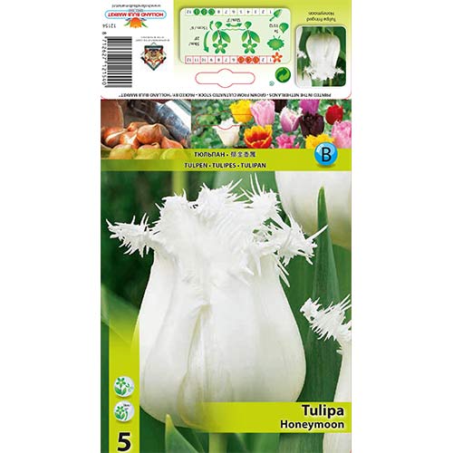 Lalele Honeymoon imagine 1 articol 68078