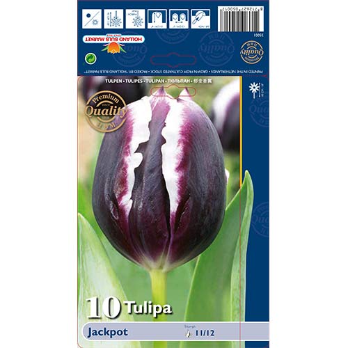 Lalele Jackpot articol fotografie 1 Lalele Jackpot imagine 1 articol 67727