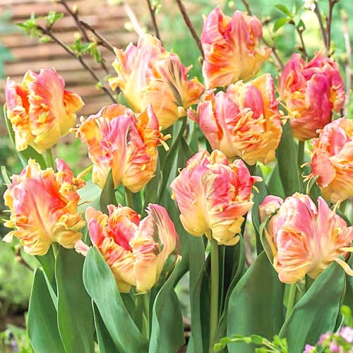 Lalele Libretto Parrot imagine 1 articol 67750