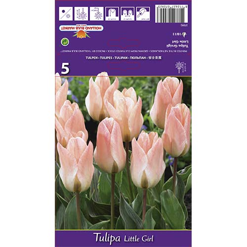 Lalele Little Girl articol fotografie 1 Lalele Little Girl imagine 1 articol 68108
