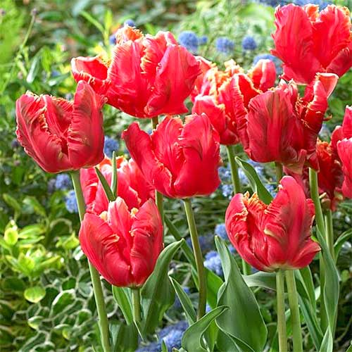 Lalele Lucky Parrot imagine 1 articol 67747