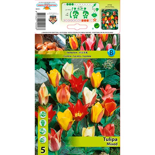 Lalele Greigii mix multicolor articol fotografie 1 Lalele Greigii mix multicolor imagine 1 articol 67872