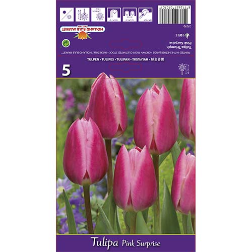 Lalele Pink Surprise articol fotografie 1 Lalele Pink Surprise imagine 1 articol 67795