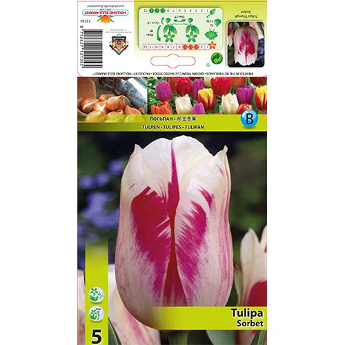 Lalele Sorbet articol fotografie 1 Lalele Sorbet imagine 1 articol 67835