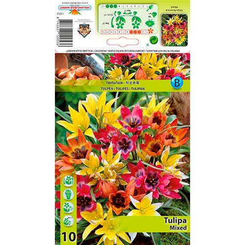 Lalele pitice mix multicolor imagine 1 articol 67873