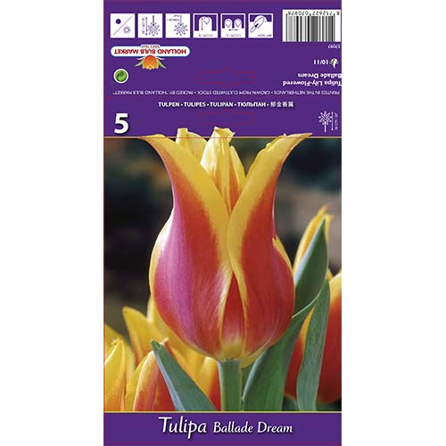 Lalele Ballade Dream articol fotografie 1 Lalele Ballade Dream imagine 1 articol 67477