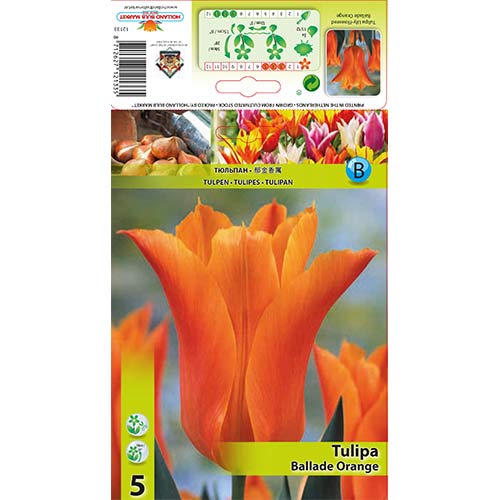 Lalele Ballade Orange articol fotografie 1 Lalele Ballade Orange imagine 1 articol 67690