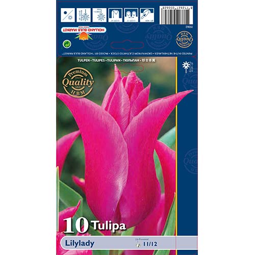 Lalele Lilylady articol fotografie 1 Lalele Lilylady imagine 1 articol 67760